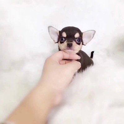 世界十大名犬排行榜