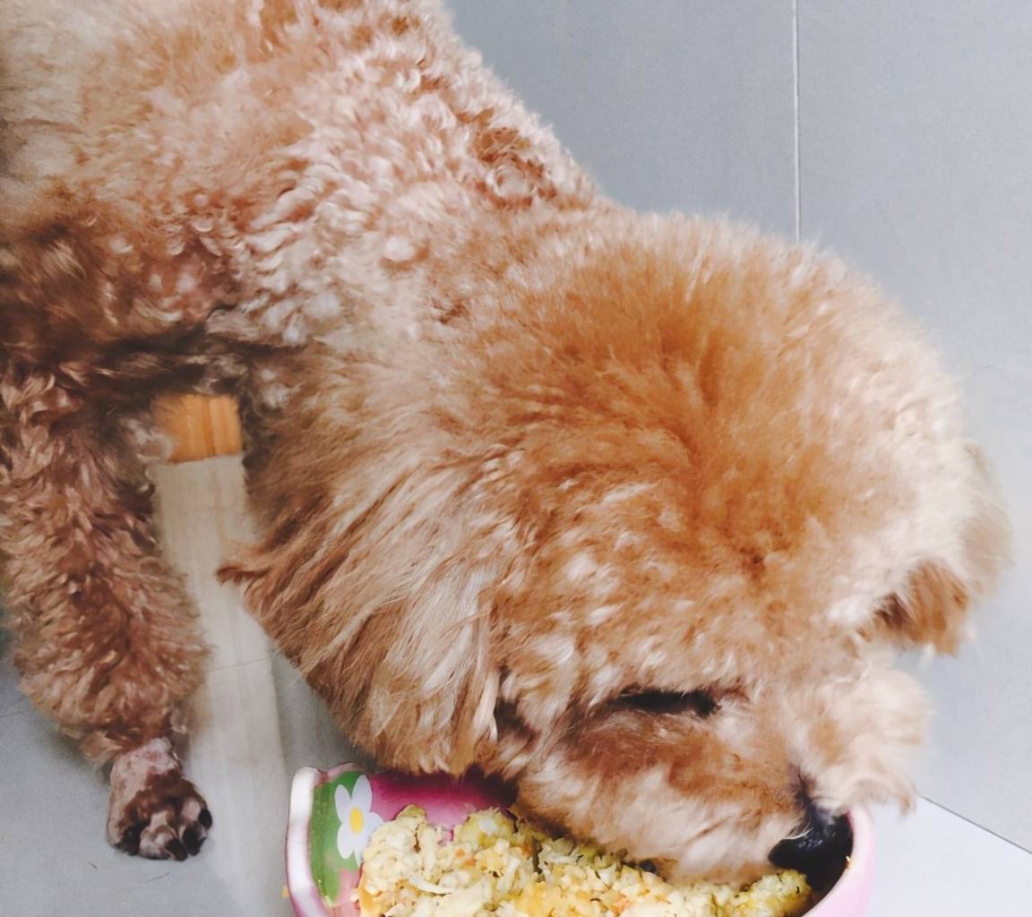 只要做好这6件事,就可以让泰迪"多活几年",收好了