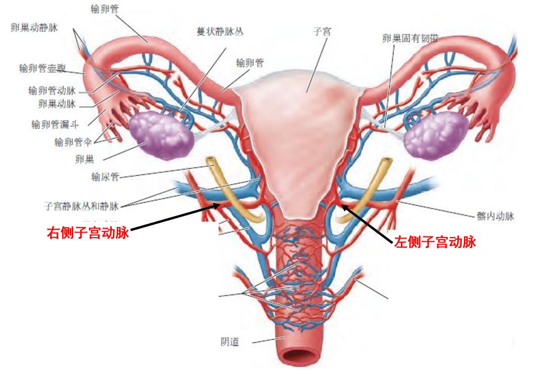 什么是子宫动脉?