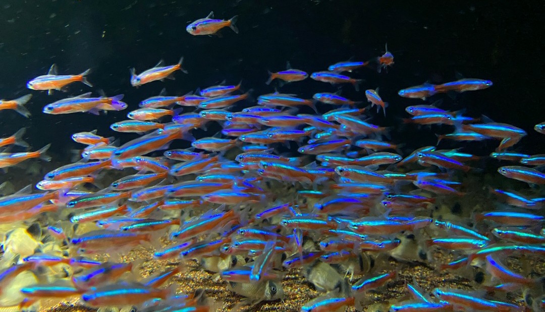 草缸想养鱼?草缸养鱼首选灯科鱼,养灯鱼你就要知道这些事