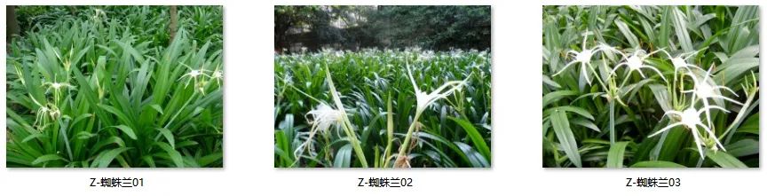 植物图片大全（各种植物图片及名称） 第78张