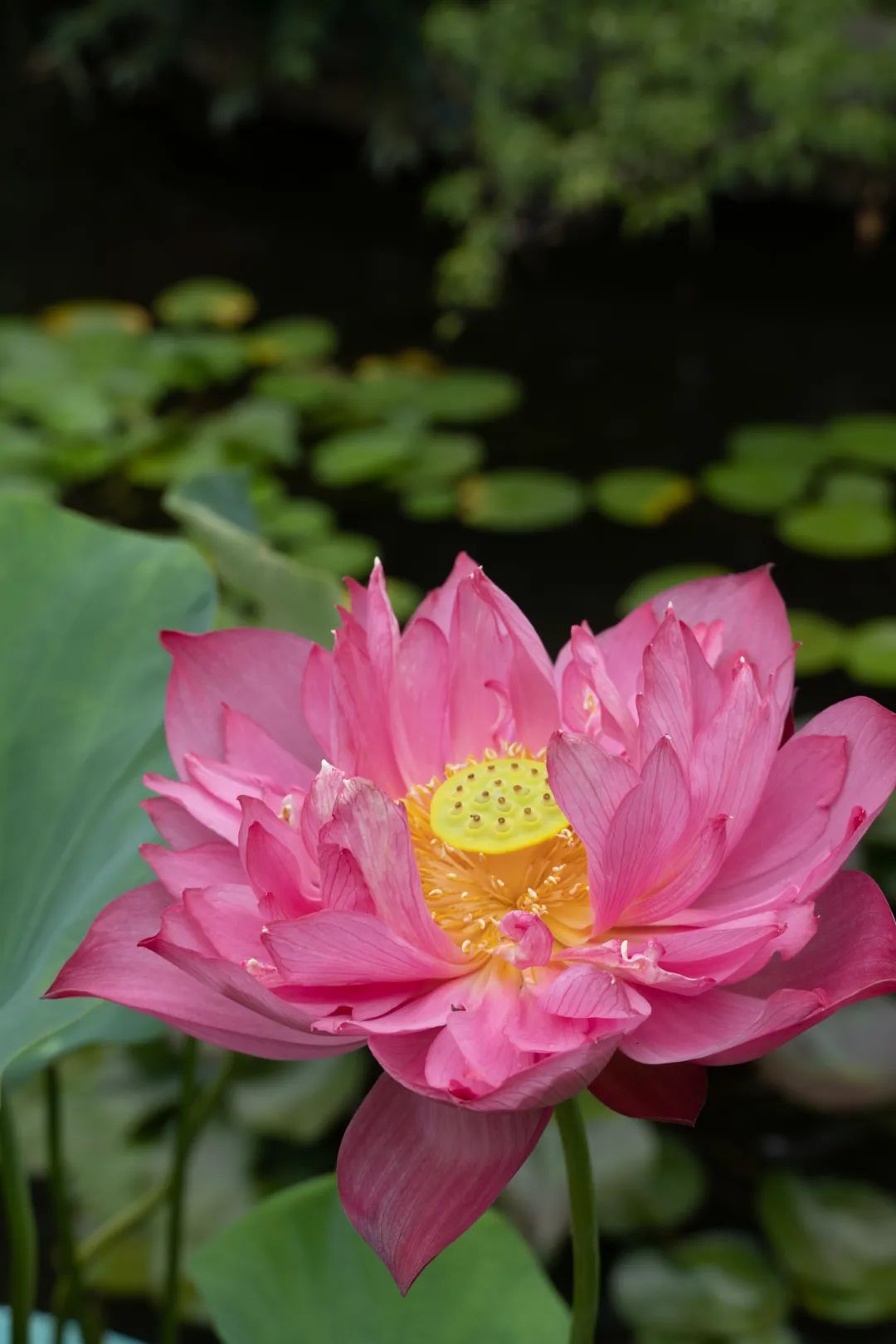 高颜值!千瓣同心莲盛开!