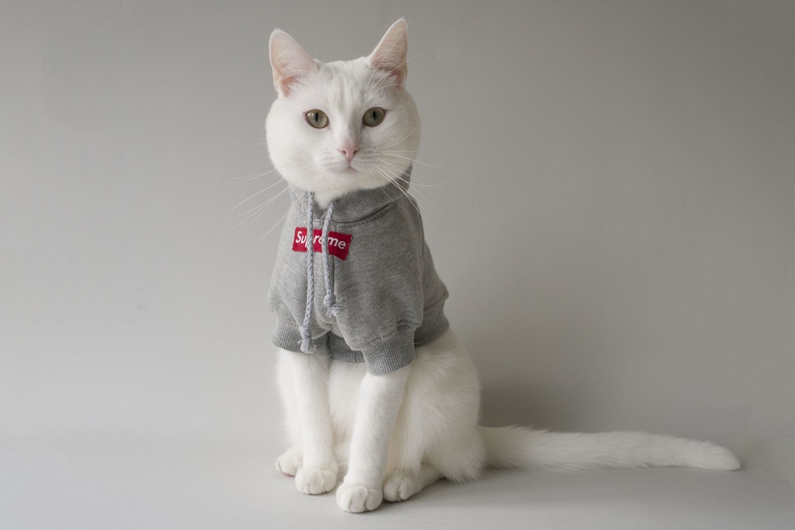 猫咪穿衣服有影响吗?猫咪穿衣服危害