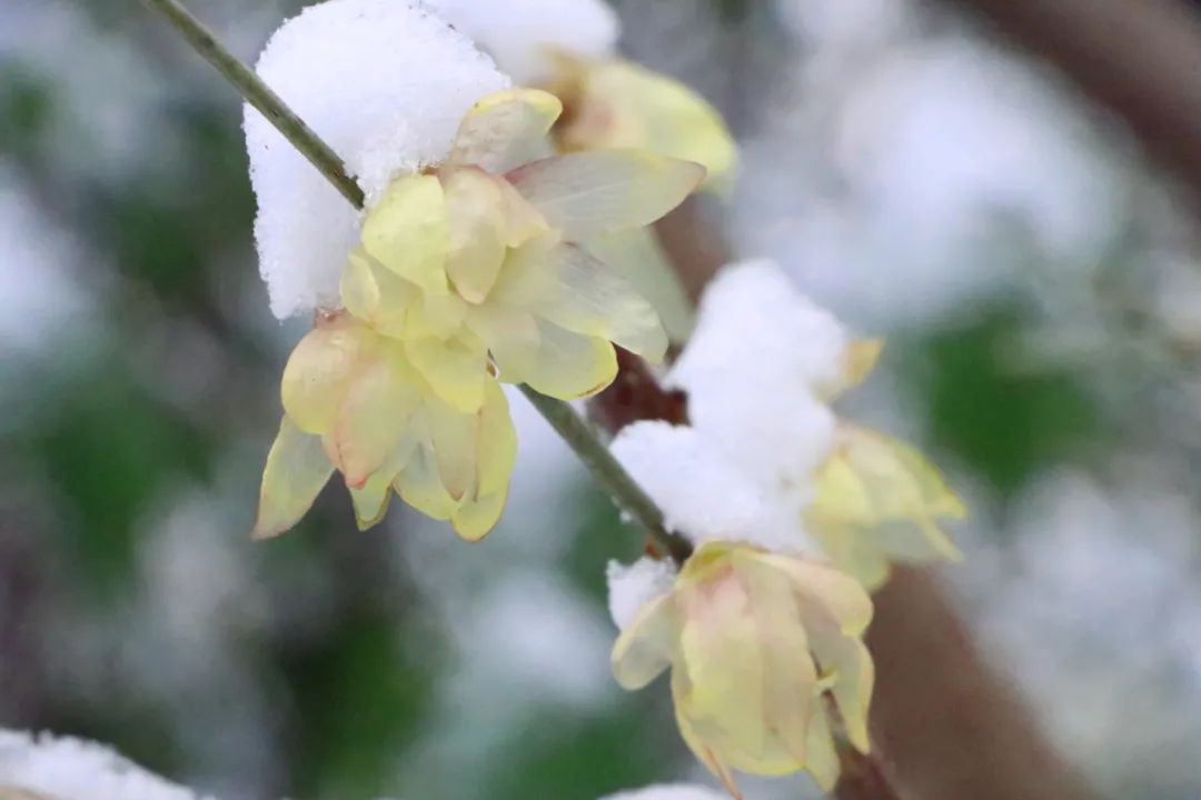 清官亭的"雪梅"你错过了吗