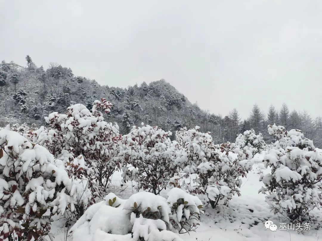 巫山下雪了!最美雪景图片曝光!