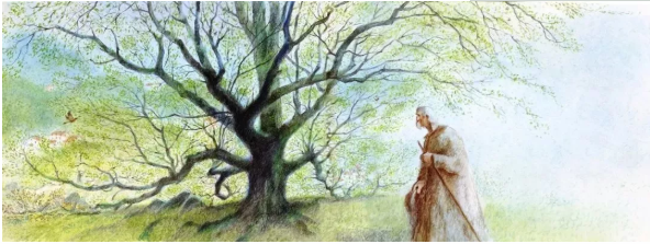 407岁梨树被烧空心仍能结果!你知道大树还能开"幼儿园"么?