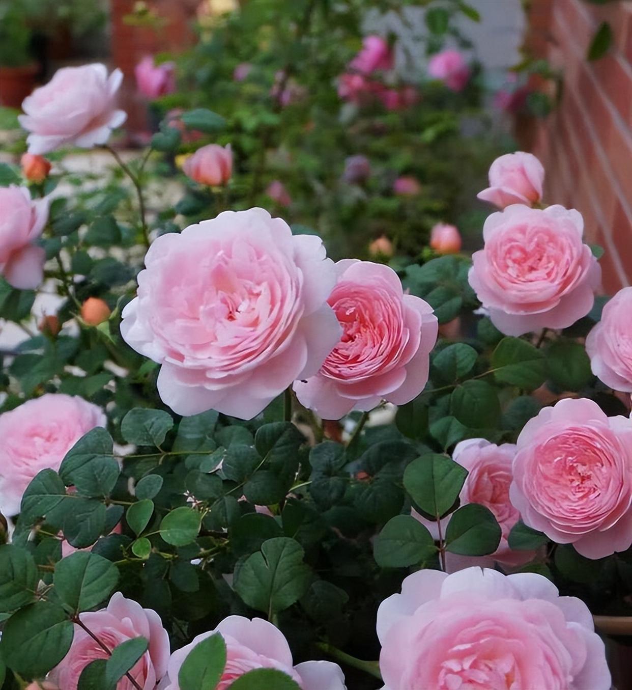 月季女神——瑞典女王