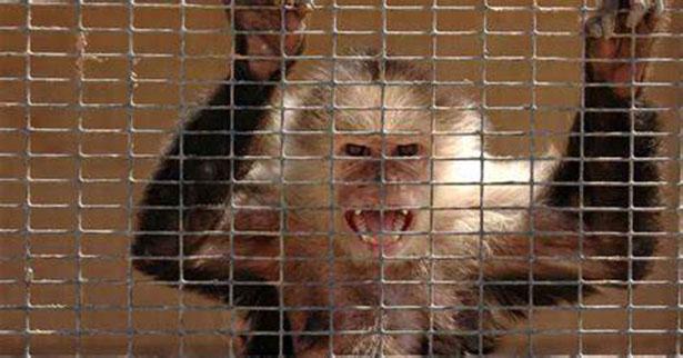 马来西亚一野猴闯入居民家中,对两周大婴儿痛下杀手,原因不明