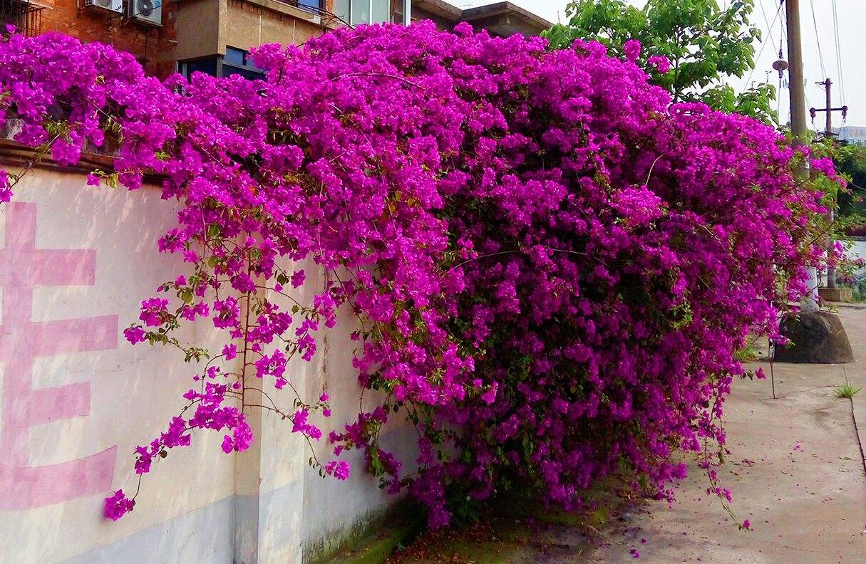 藤本类的巴西三角梅,不耗费你太多的时间,就能满足你的花墙愿望