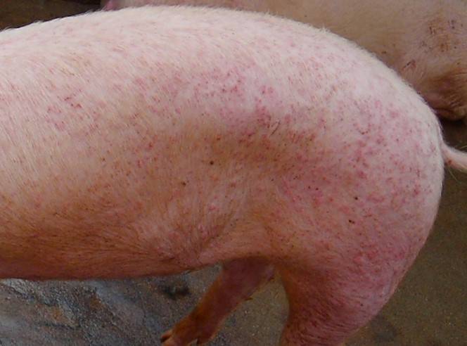 猪疥螨病图片图片