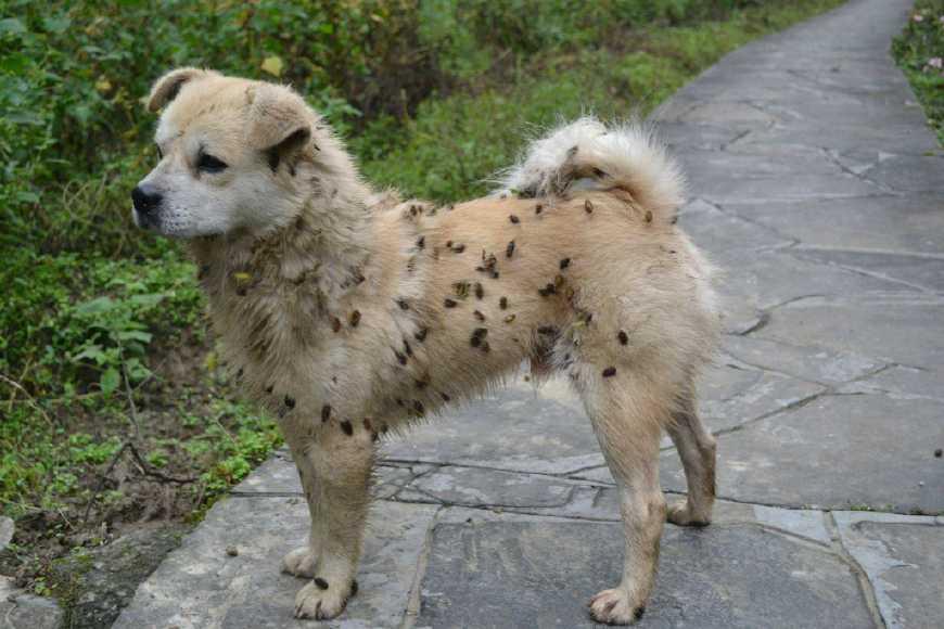 苍耳妈妈靠什么传播种子呢?