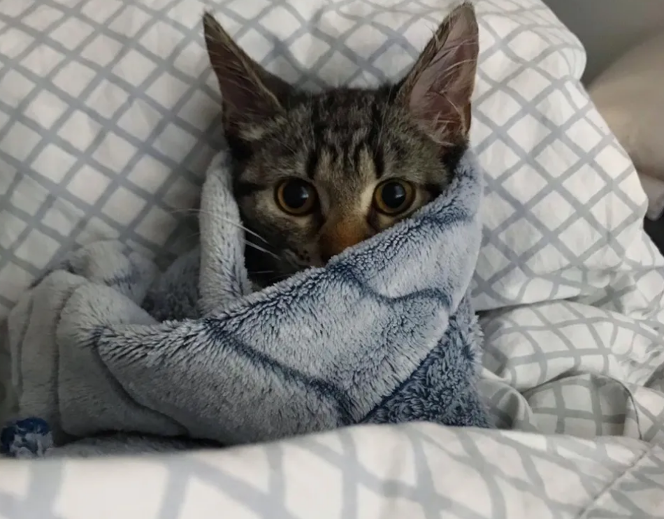 两只胆小的流浪猫,却因遇到了彼此,从而变得坚强且勇敢