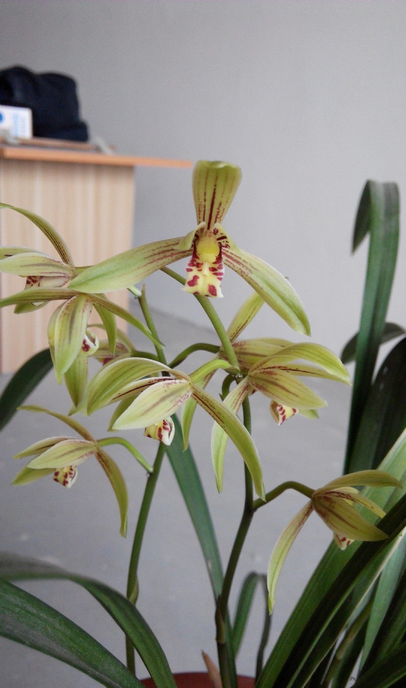 最香的建兰"小桃红",花色多变,开品稳定,一年多次开花还好养