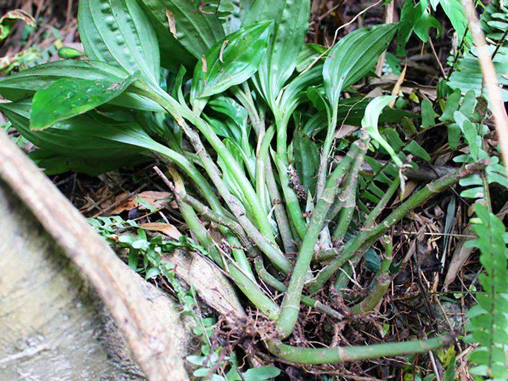 长得像"羊耳朵",常被用来做盆栽,殊不知价值很珍贵