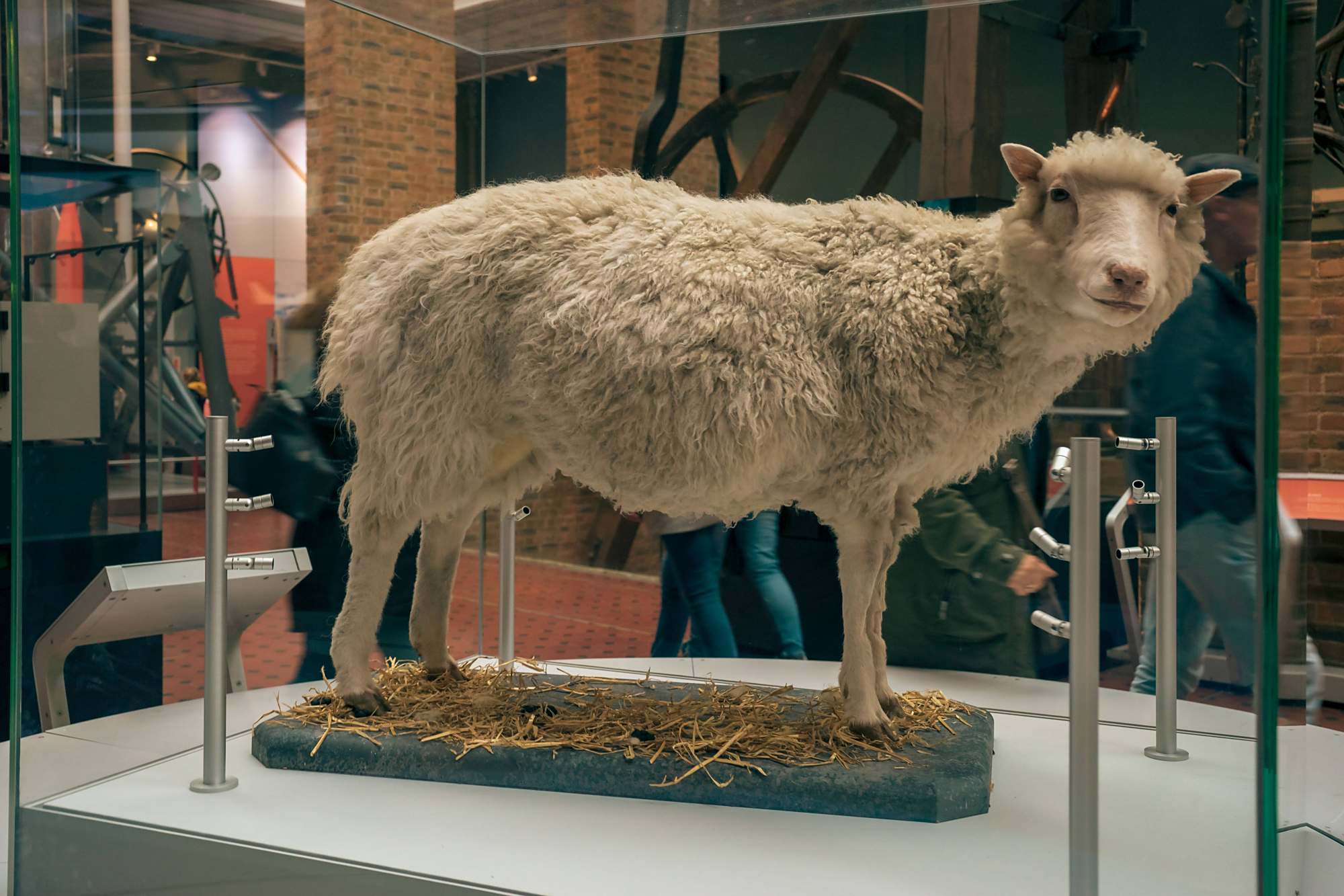 看看它从"克隆羊"到"夭折羊"就明白