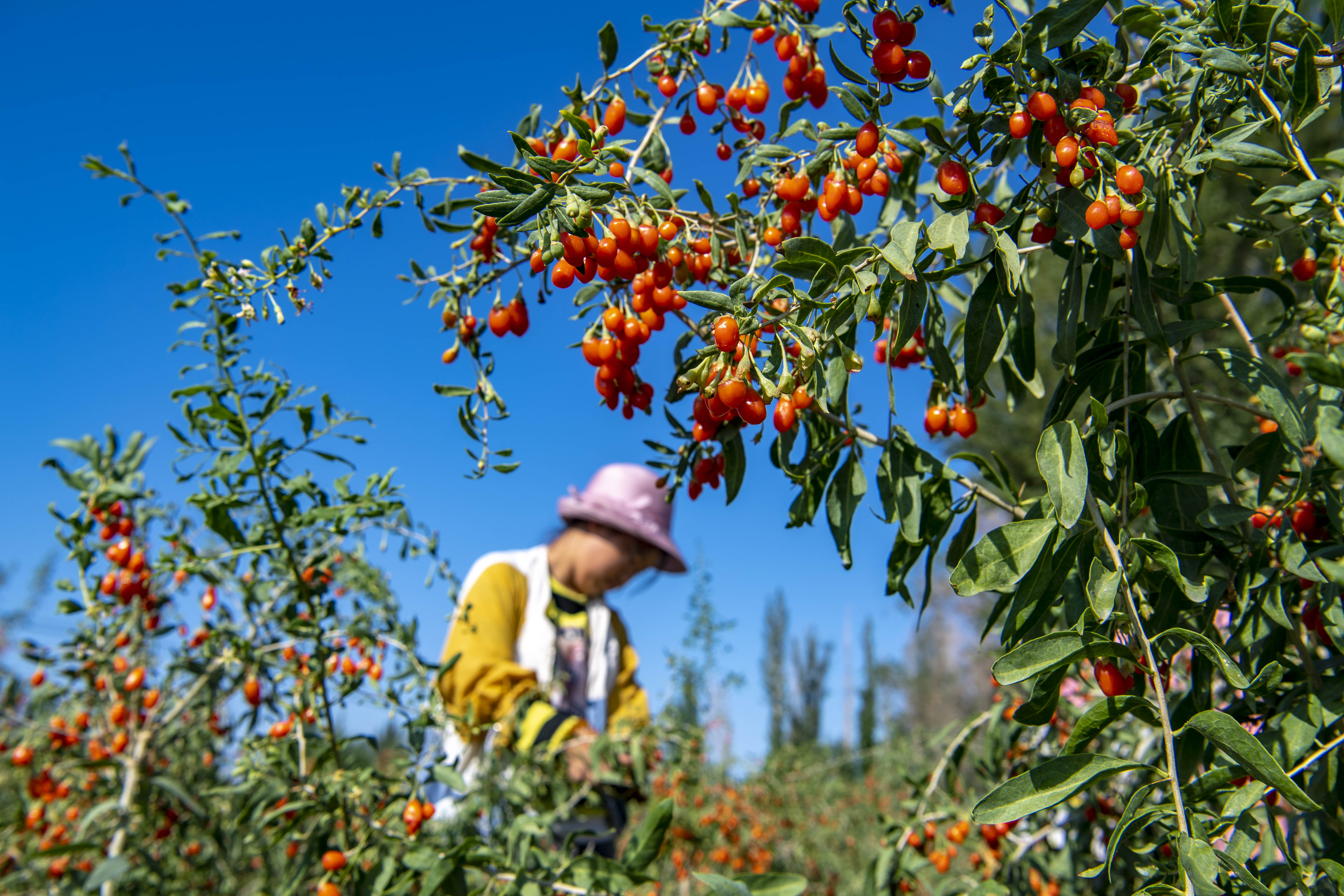 日 新疆:精河枸杞红了 7月13日,在新疆精河县托里镇的一处枸杞种植园
