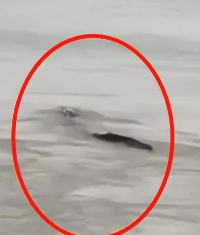 三峡大坝现巨型水怪,落网检查意外发现