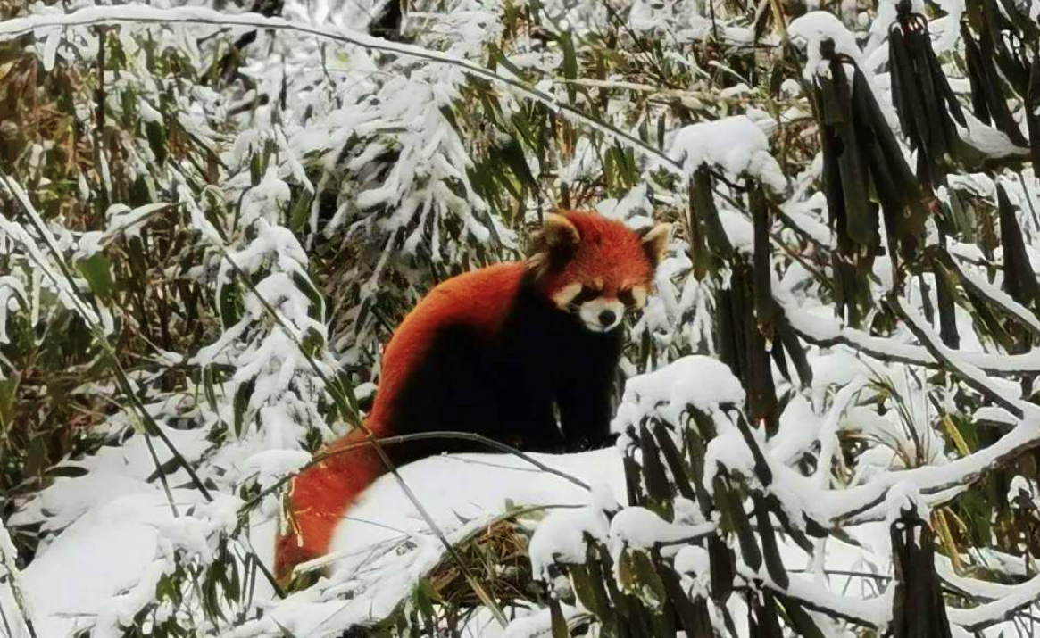 四川瓦屋山出现小熊猫,遭到黄喉貂攻击不逃,反举起爪子想吓跑它