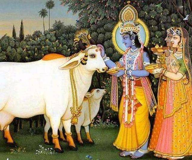印度为什么牛这么受喜欢崇拜尊敬地位那么高 印度人为什么认为牛是神圣的