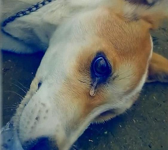 狗狗也会"哭"吗?狗狗流泪的几种原因