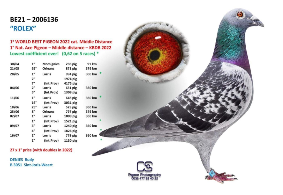 2022年比利时kbdb全国鸽王冠军照片及血统一览