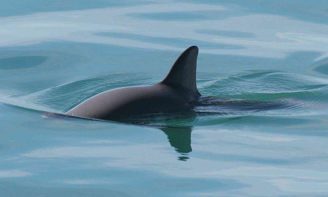 小头鼠海豚——世界最宅海洋哺乳动物,剩10只,还能抢救下?