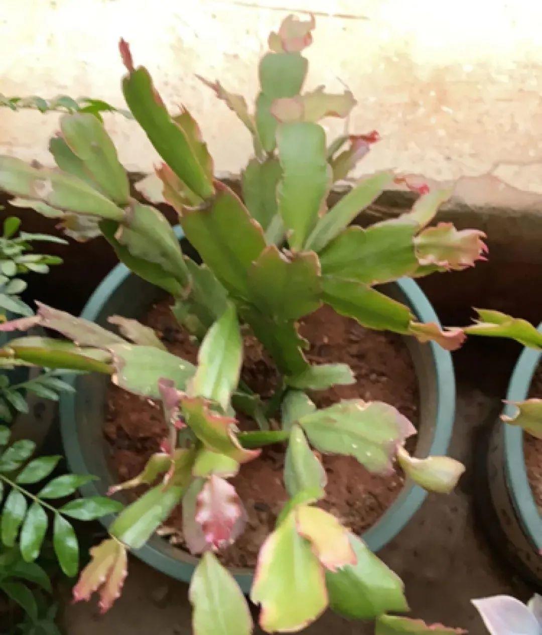 蟹爪兰软趴趴,掉花苞?它有"5怕",避开后,叶片硬如铁!