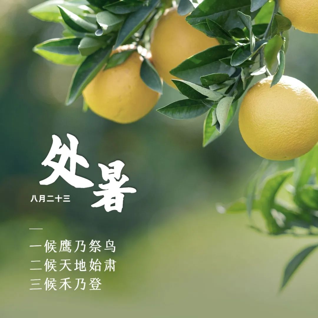 今日处暑 | 暑退凉风至 秋影入檐长