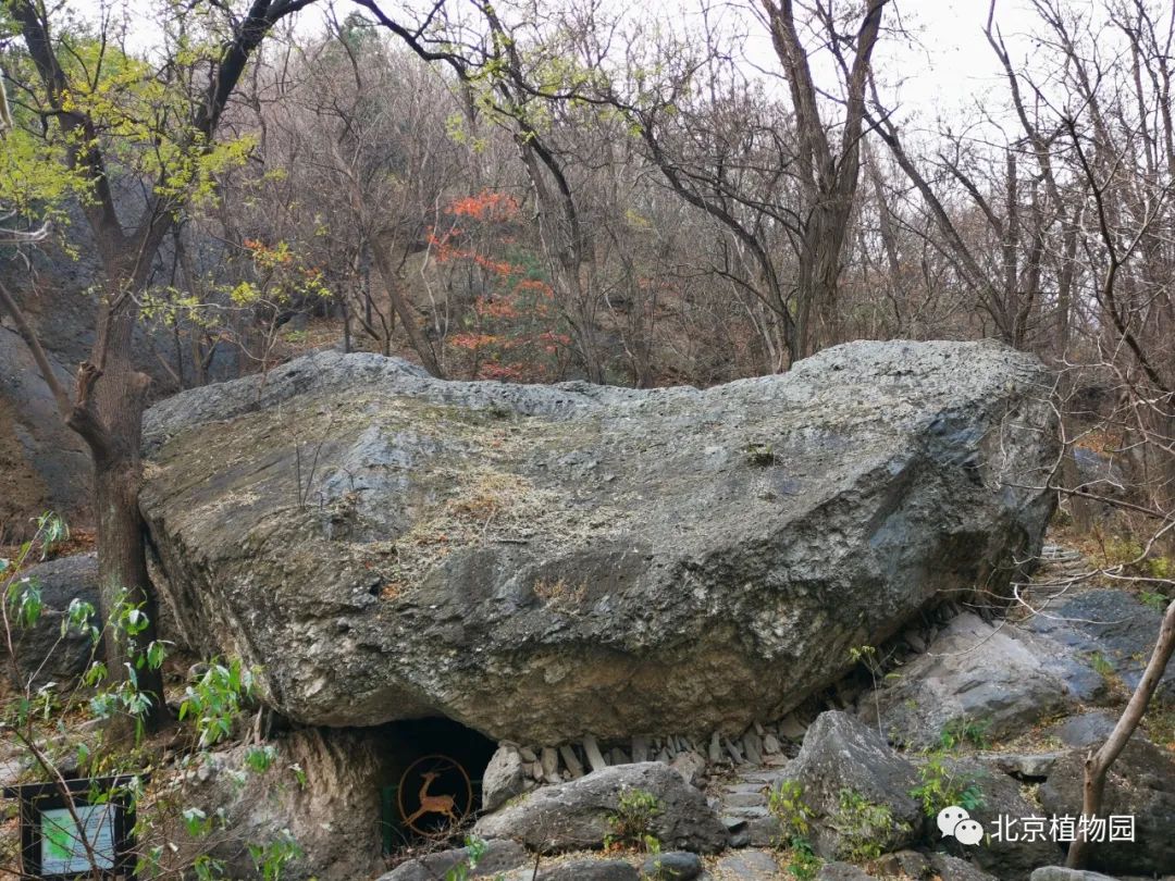 樱桃沟元宝石图片