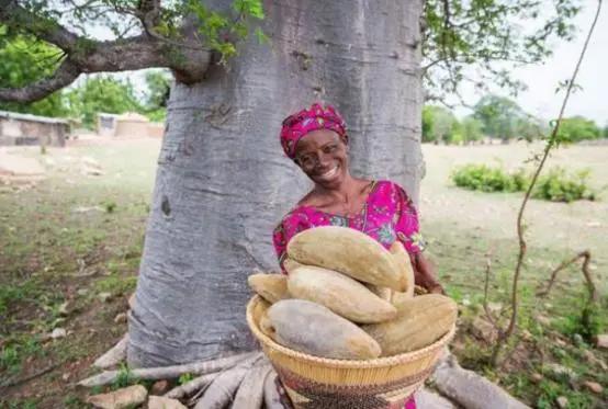 非洲大草原上的猴面包树为什么被称为"生命之树"?