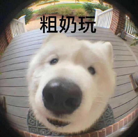 这6种伴你长久的"长命狗",能长久陪伴主人