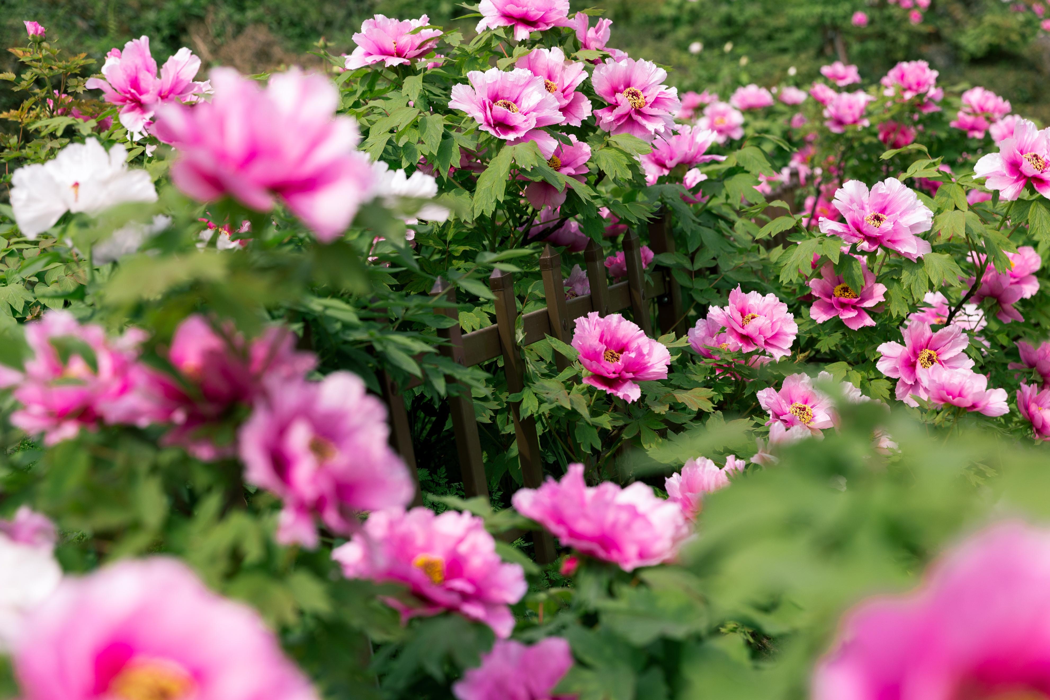 垫江:全链条壮大牡丹芍药产业 全方位助推乡村振兴