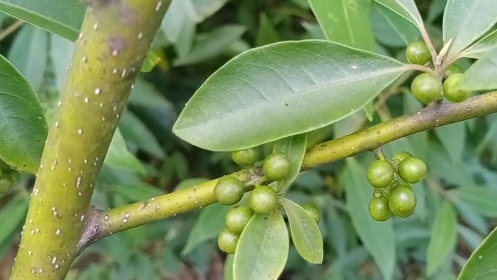 独有植物山苍子,别名山胡椒,野胡椒,山鸡椒,有4大厉害妙用