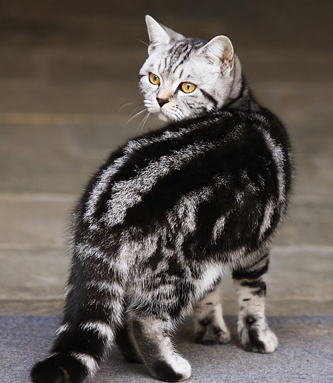 罕见灰狸花猫虎斑图片