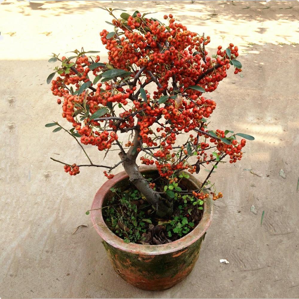 农村山上的1种树,人称"红子刺",是很好的盆景树,一起来看看