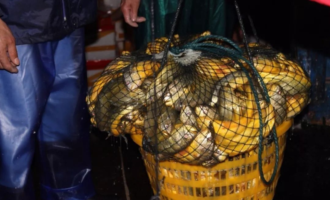 大丰收一网捞起300万元浙江一渔民捕获3000斤大黄鱼