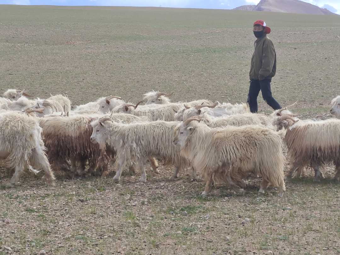 西藏尼玛县:做好畜牧业高质量发展"羊"文章