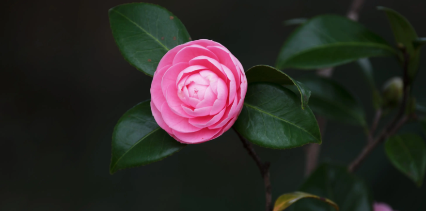 夏日七心茶花一年開幾次