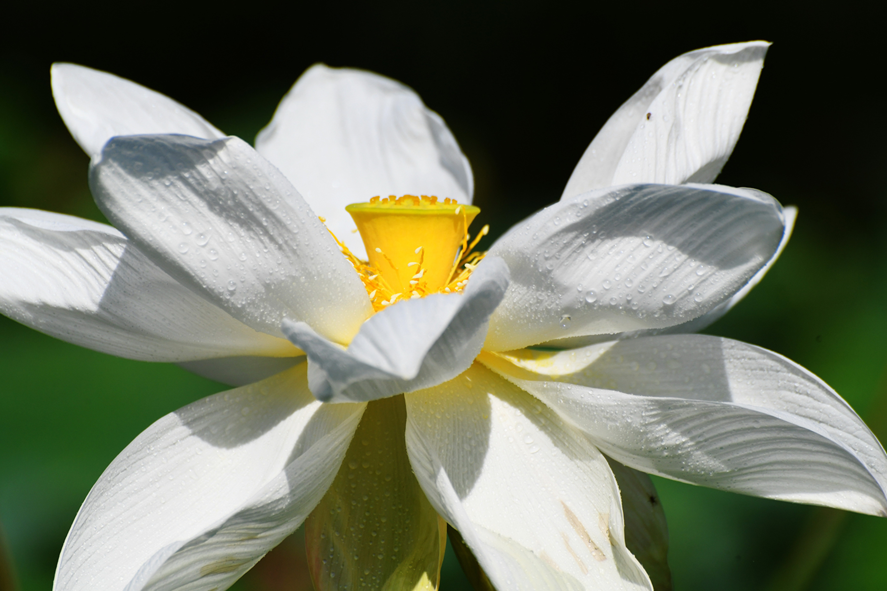 京北最美荷花观赏地,官厅水库国家湿地公园荷花竞相绽放