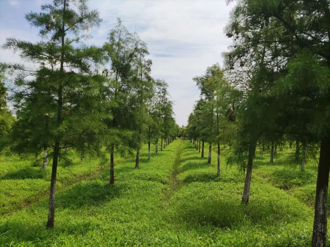 林业局回复:不推荐也不支持在林地上种植果树