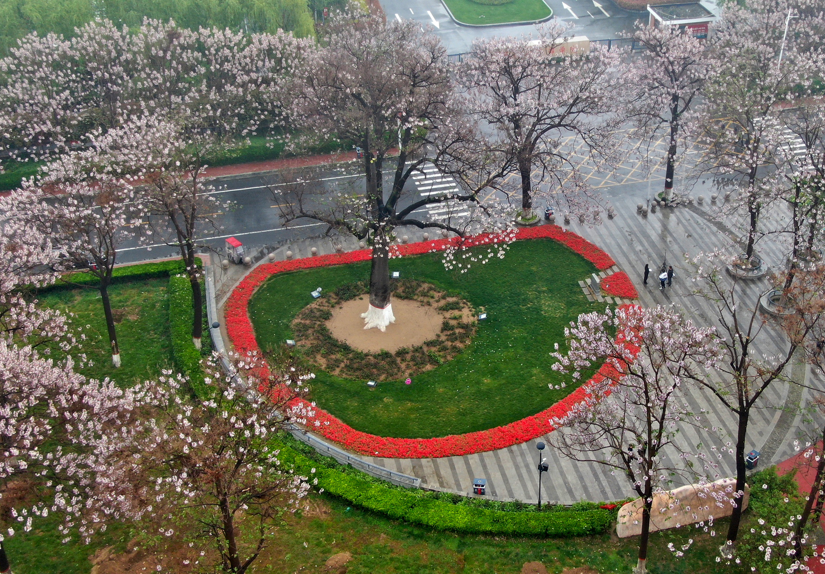 "焦桐"花开 兰考换新颜