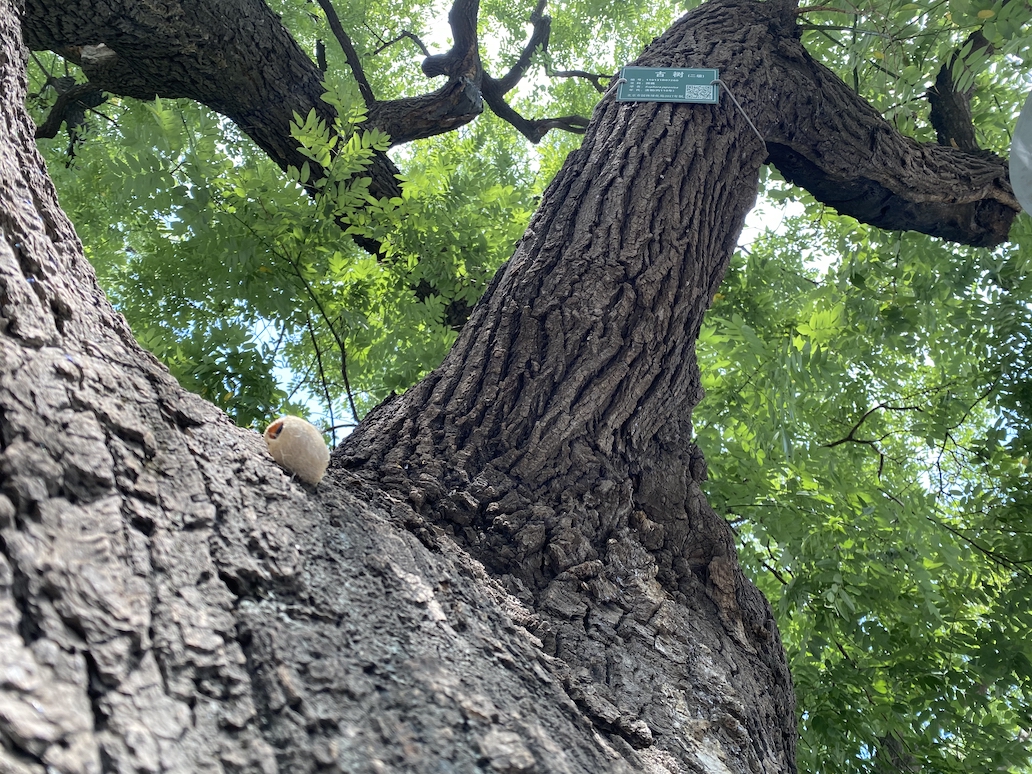 蚕蛹|北京这些树干被图钉钉上许多“蚕茧”，咋回事？回应来了