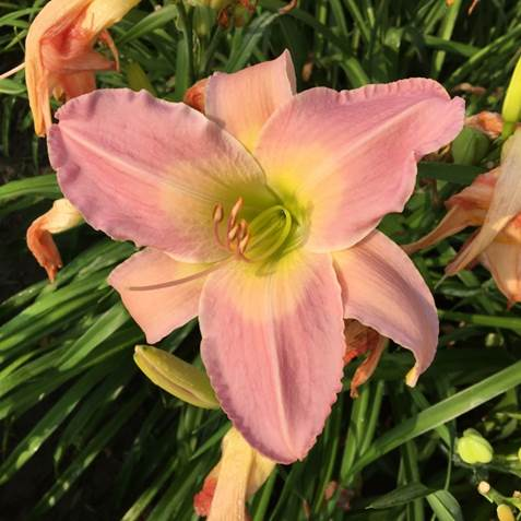 原生种萱草花朵颜