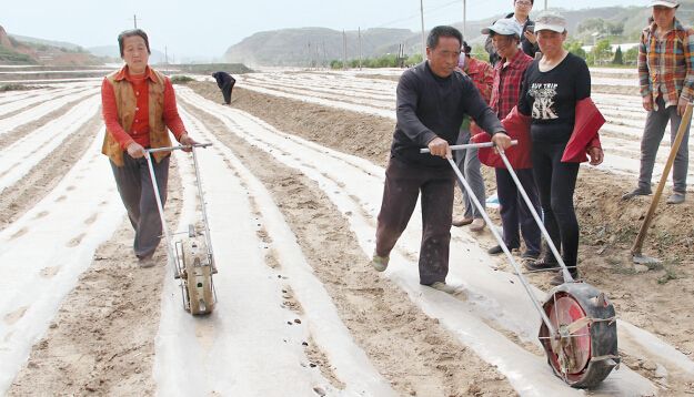 合隆鎮玉米全膜雙壟溝播栽培技術要點