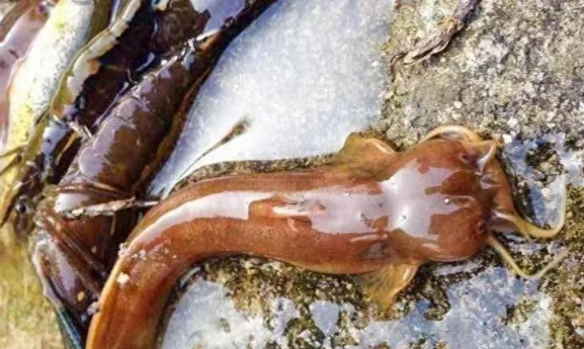 俗名水蜂子,蛰一下痛一周,很多不认识,又有人愿花高价购买