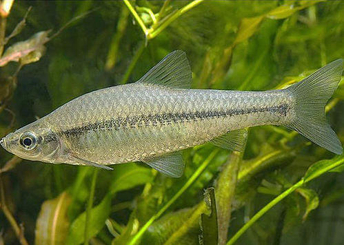 观背青鏘鱼苗怎么养?青鳉鱼能长多大?