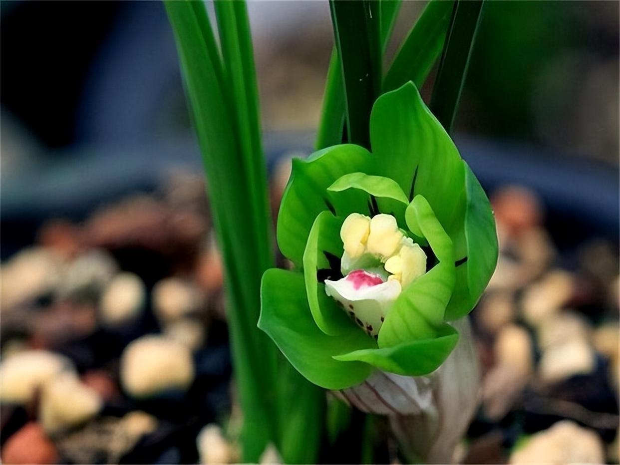 春兰皇后绿云,性价比非常高的一个春兰极品,值得拥有