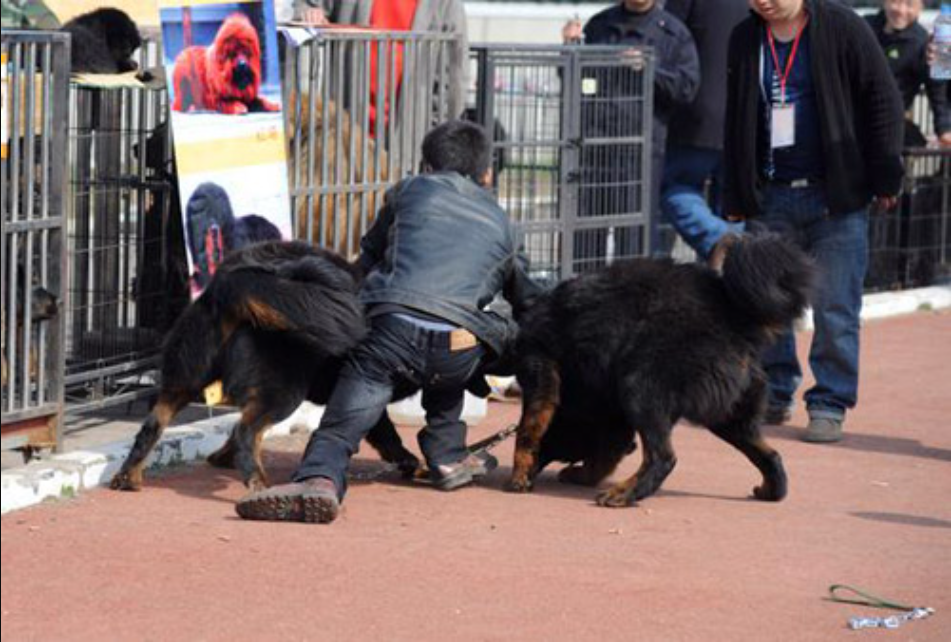 藏獒忠心为何咬死主人图片