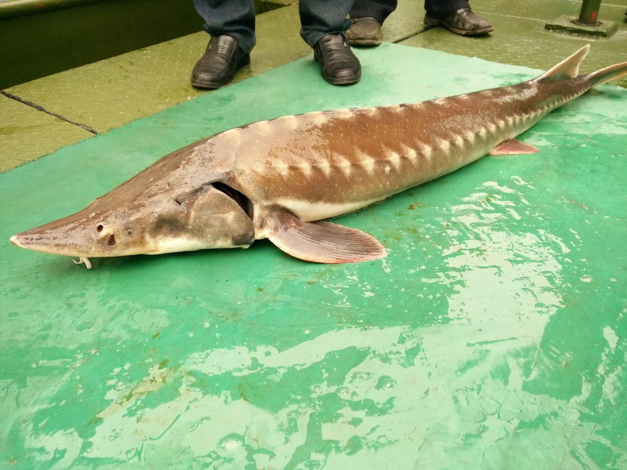 渔民捕到"怪鱼",经鉴定是"杂交鲟",它与中华鲟有什么区别?