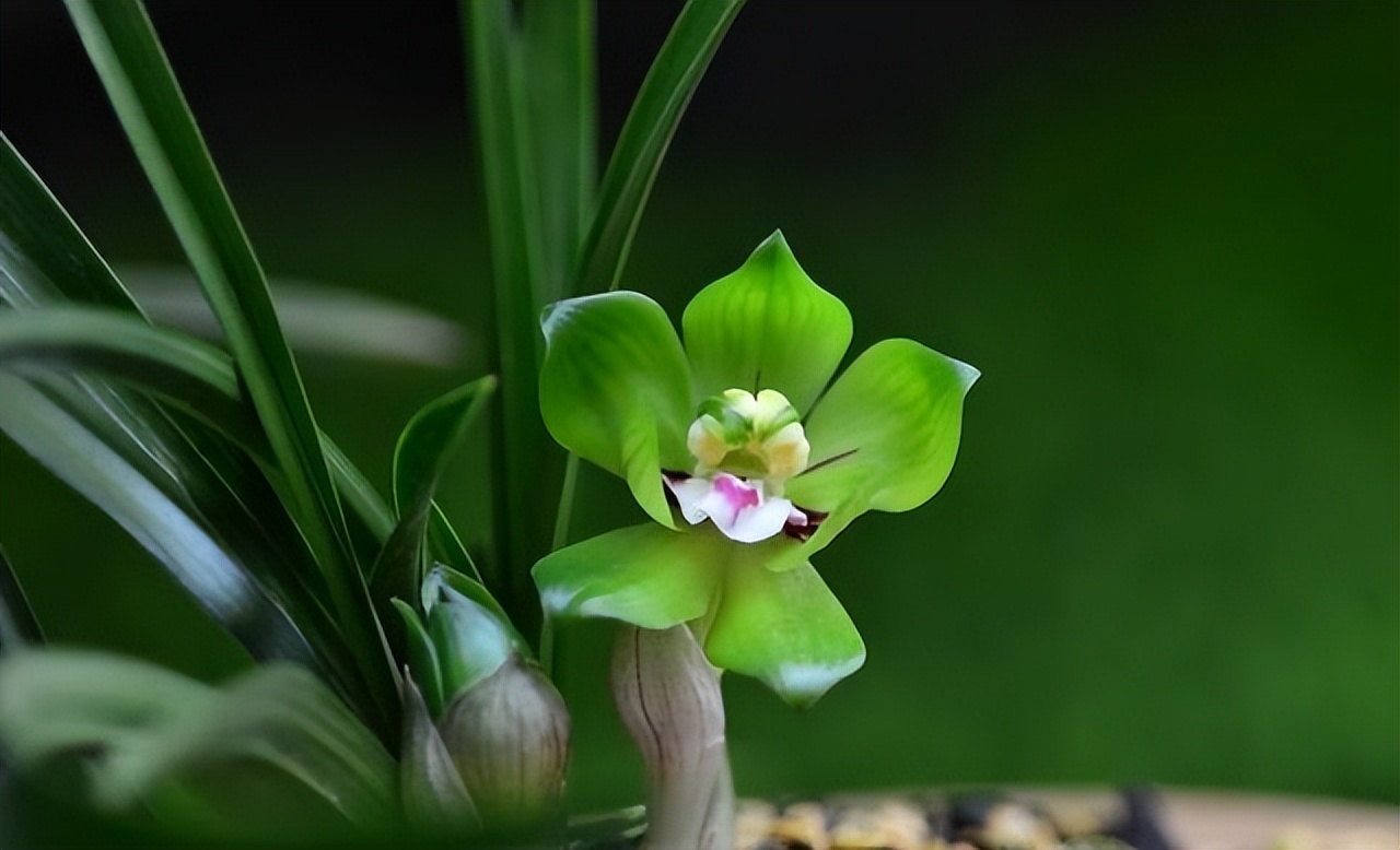 春兰皇后绿云,性价比很高的一个春兰极品,你值得拥有